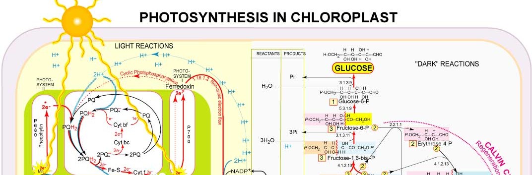 Tecnología natural, más allá del ingenio humano